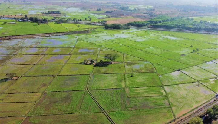 Aerial view of green farmland plots in Yangon
